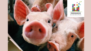 2026-01-26 Schnupperabend (3) Schnupperarbend